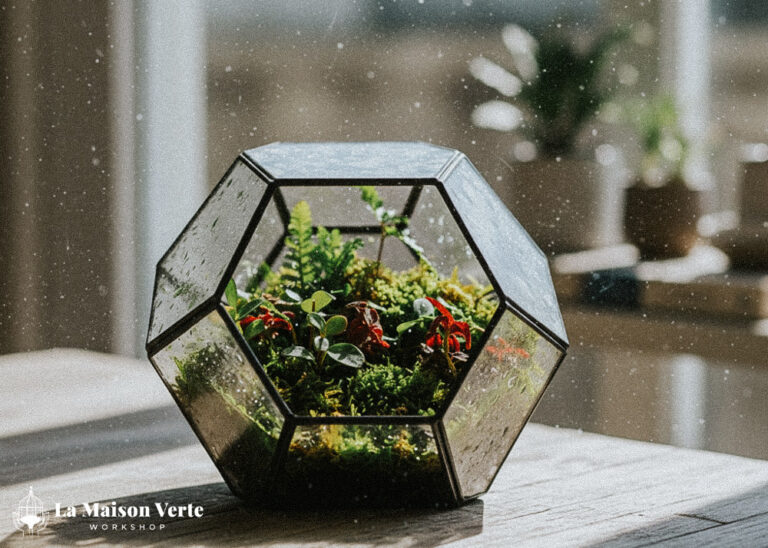 Bạn nhìn thấy điều gì qua tấm thủy tinh Terrarium | La Maison Verte WS