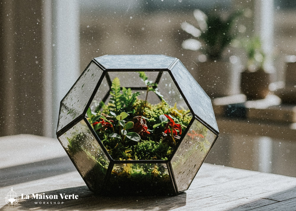 Bạn nhìn thấy điều gì qua tấm thủy tinh Terrarium | La Maison Verte WS