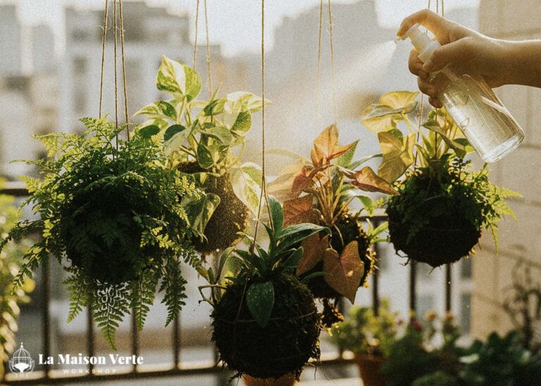Chăm Sóc Kokedama Theo Cách Riêng Của Bạn | La Maison Verte WS