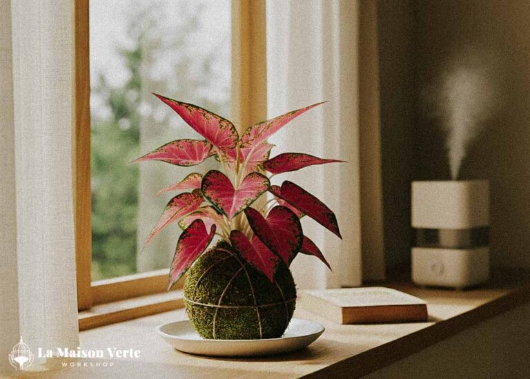 Chăm Sóc Kokedama Theo Cách Riêng Của Bạn | La Maison Verte WS