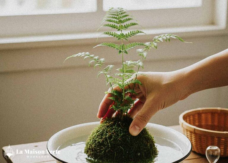 Chăm Sóc Kokedama Theo Cách Riêng Của Bạn | La Maison Verte WS