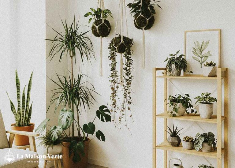 Chăm Sóc Kokedama Theo Cách Riêng Của Bạn | La Maison Verte WS