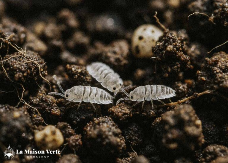 Cư dân của khu rừng tí hon - câu chuyện về những kẻ dọn dẹp | La Maison Verte Ws