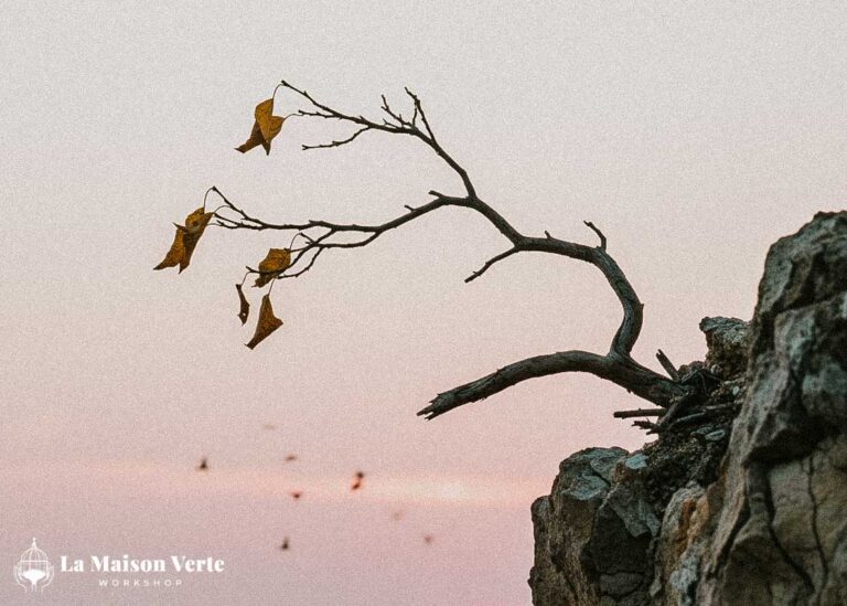 Kokedama và triết lý Wabi-sabi: Vẻ đẹp không hoàn hảo | La Maison Verte WS
