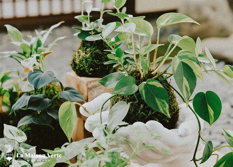 Vì Sao Kokedama Phù Hợp Với Lối Sống Đô Thị? | La Maison Verte WS