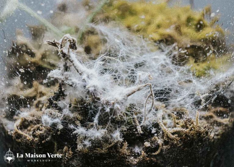 Chứng Bệnh “Nấm” Trong Terrarium | La Maison Verte WS