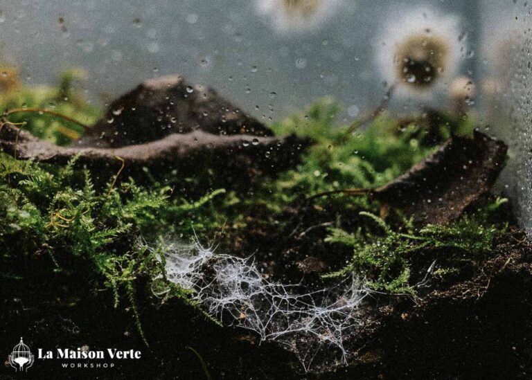 Chứng Bệnh “Nấm” Trong Terrarium | La Maison Verte WS