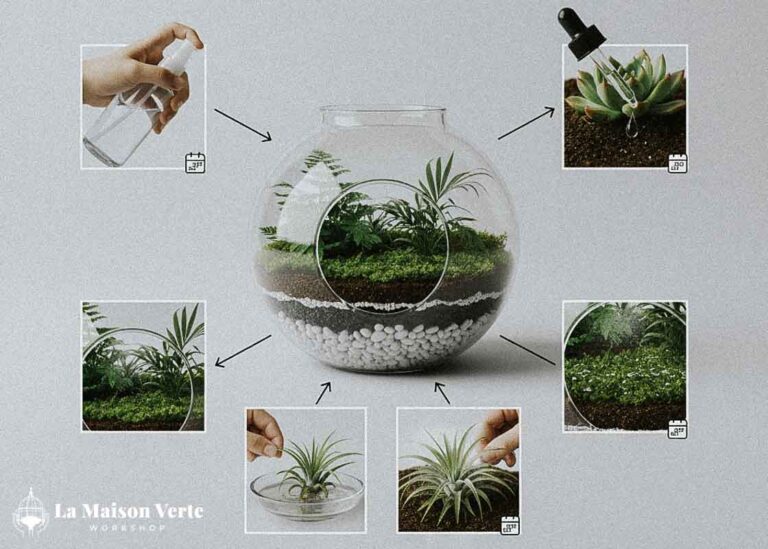 Hướng dẫn tưới nước cho Terrarium | La Maison Verte WS
