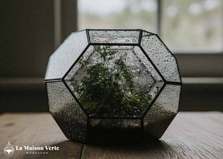 Hướng dẫn tưới nước cho Terrarium | La Maison Verte WS