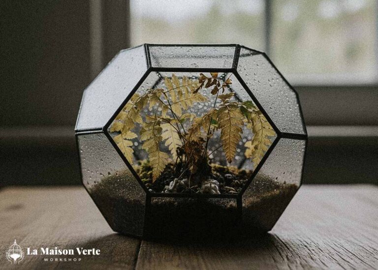 Hướng dẫn tưới nước cho Terrarium | La Maison Verte WS
