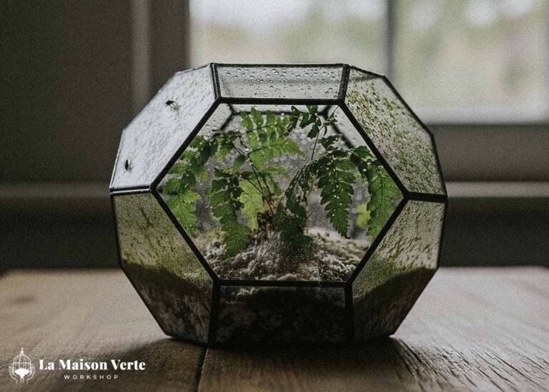 Hướng dẫn tưới nước cho Terrarium | La Maison Verte WS