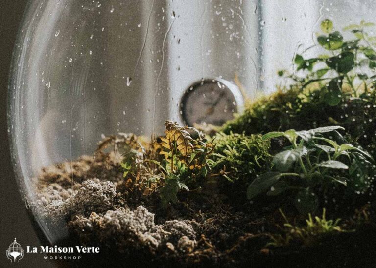Hướng dẫn tưới nước cho Terrarium | La Maison Verte WS
