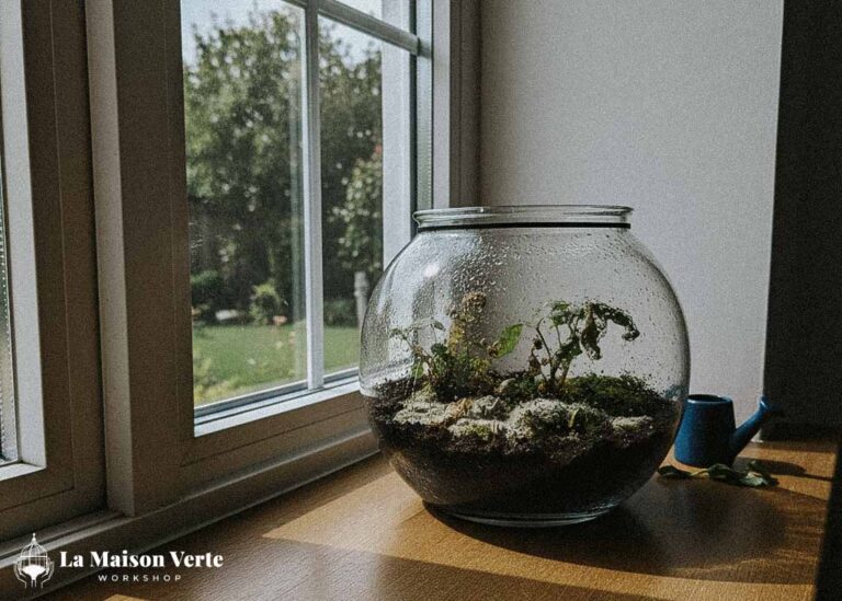 Top 5 “Thủ Phạm” Khiến Terrarium Bị Mốc | La Maison Verte WS
