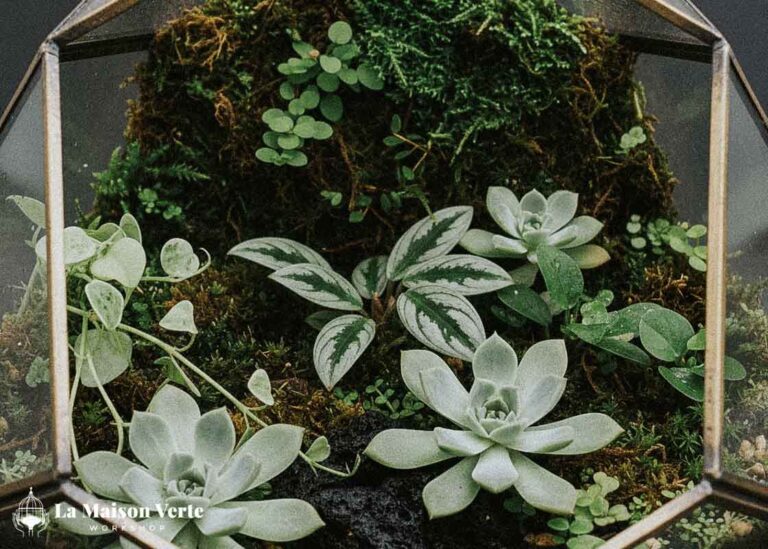 Top 5 “Thủ Phạm” Khiến Terrarium Bị Mốc | La Maison Verte WS