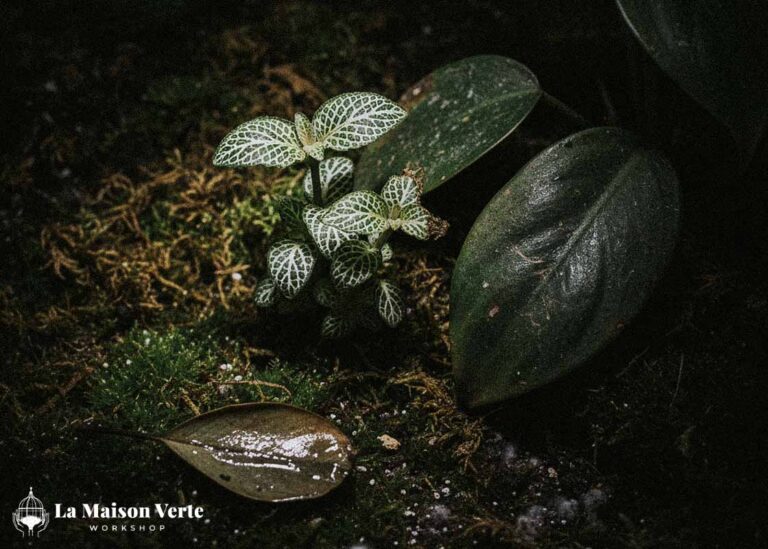 Top 5 “Thủ Phạm” Khiến Terrarium Bị Mốc | La Maison Verte WS