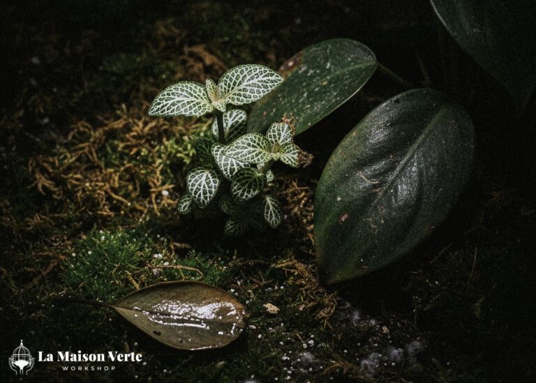 Top 5 “Thủ Phạm” Khiến Terrarium Bị Mốc | La Maison Verte WS