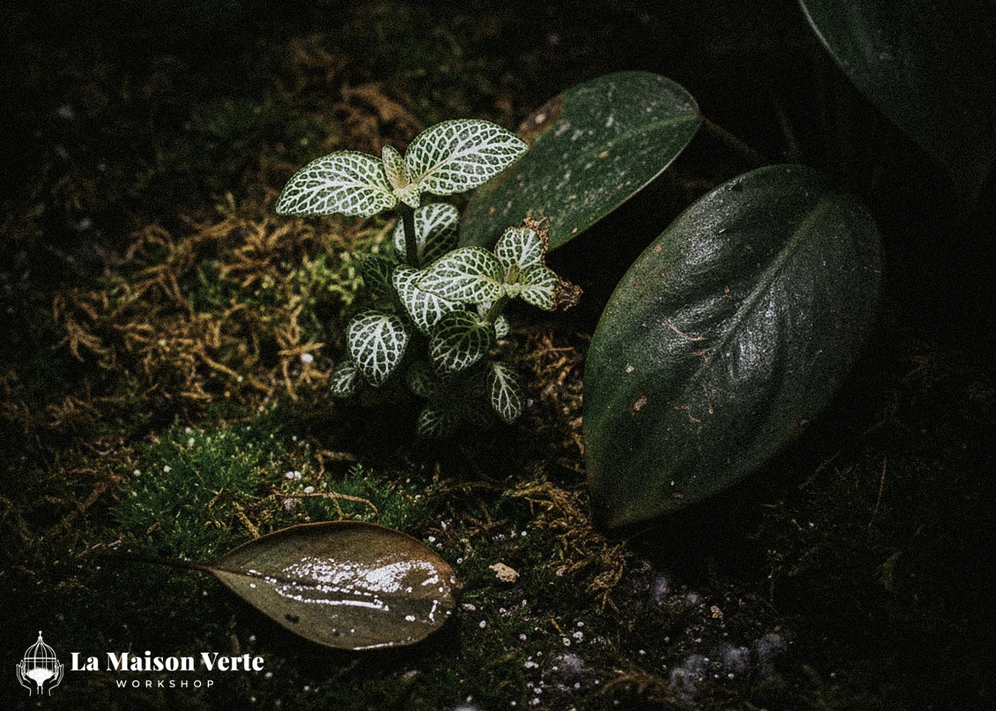 Top 5 “Thủ Phạm” Khiến Terrarium Bị Mốc | La Maison Verte WS