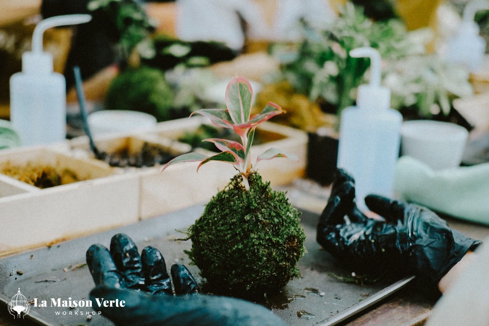 Kokedama - Kẻ Độc Hành Giữa Thế Giới Màu Xanh | La Maison Verte WS