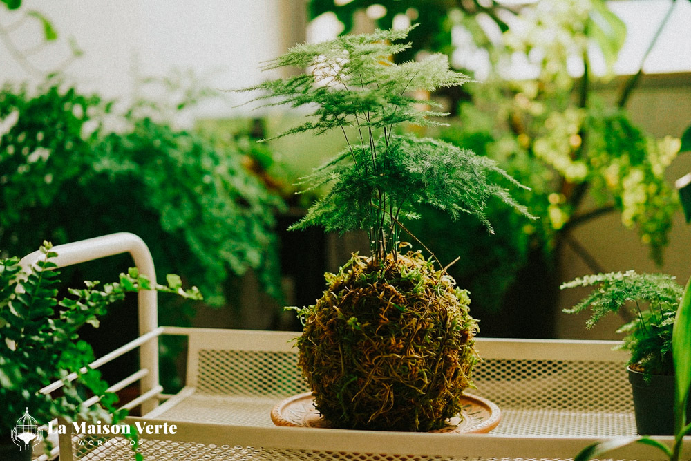 Kokedama - Kẻ Độc Hành Giữa Thế Giới Màu Xanh | La Maison Verte WS