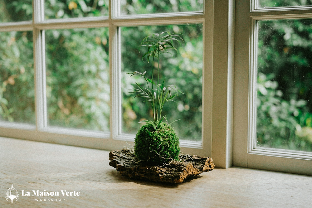 Kokedama - Kẻ Độc Hành Giữa Thế Giới Màu Xanh | La Maison Verte WS