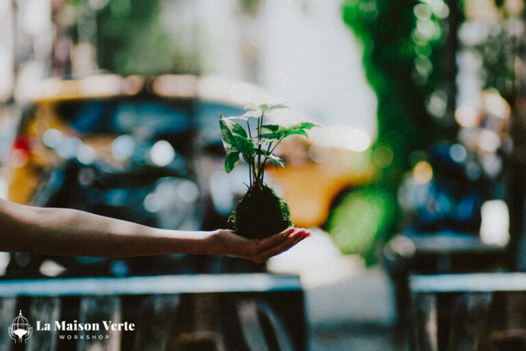 Kokedama - Kẻ Độc Hành Giữa Thế Giới Màu Xanh | La Maison Verte WS