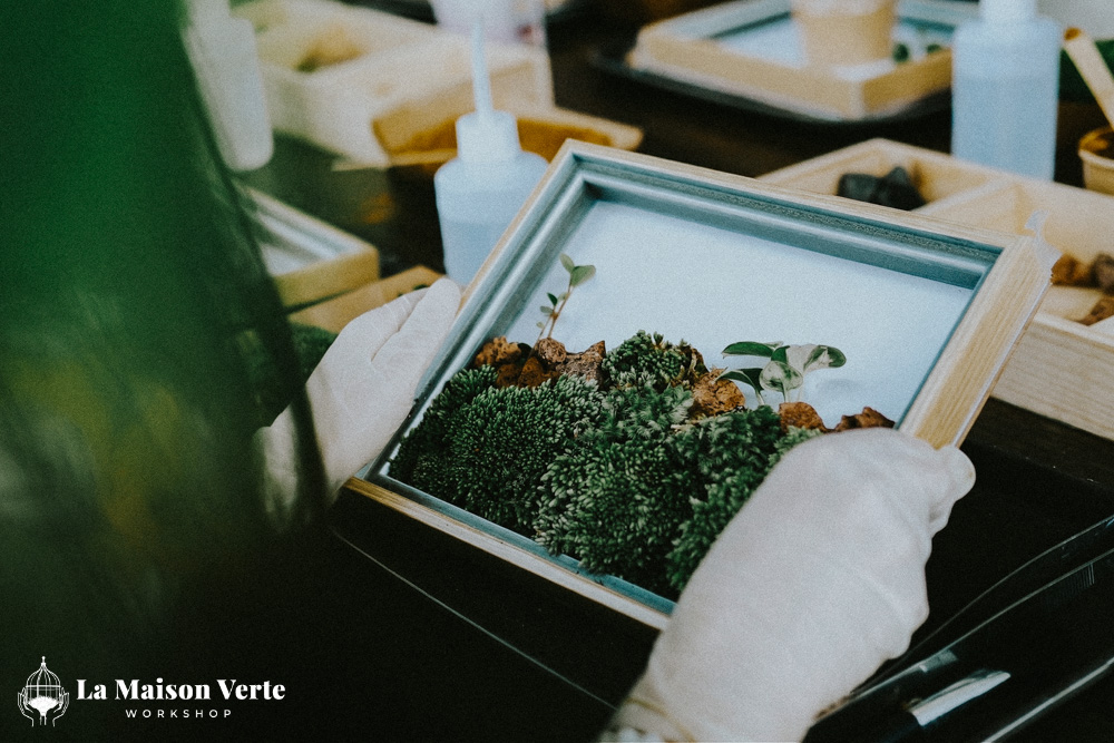 Moss Art - Nốt lặng xanh xoa dịu những ngày chênh vênh | La Maison Verte WS