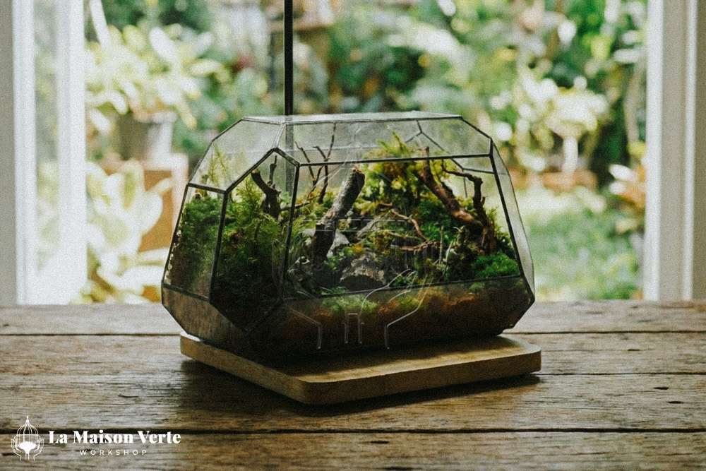 Terrarium - Nghệ Thuật Kiến Tạo “Vũ Trụ Xanh” | La Maison Verte WS
