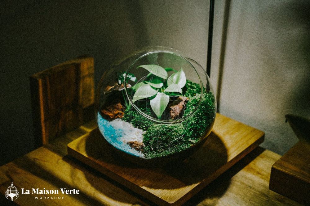 Terrarium - Nghệ Thuật Kiến Tạo “Vũ Trụ Xanh” | La Maison Verte WS