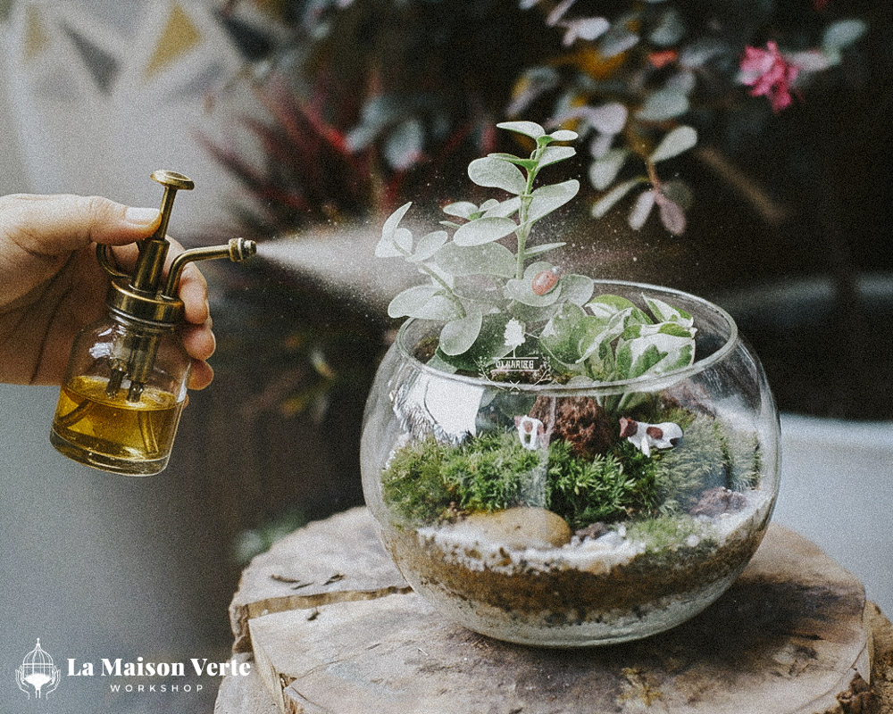 Tất Tần Tật Về Terrarium Hở Và Kín: Sự Lựa Chọ
