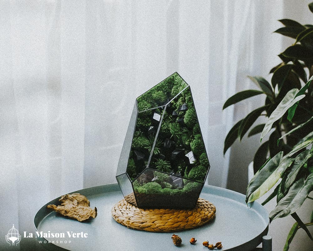 Tất Tần Tật Về Terrarium Hở Và Kín: Sự Lựa Chọ