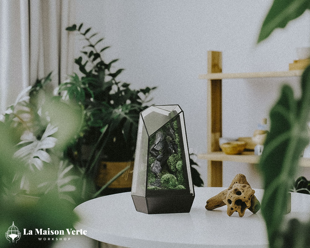 Tất Tần Tật Về Terrarium Hở Và Kín: Sự Lựa Chọ