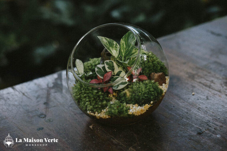 Tất Tần Tật Về Terrarium Hở Và Kín: Sự Lựa Chọ