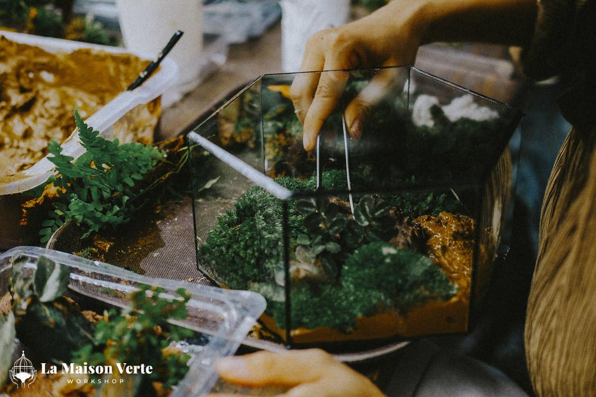 Tất Tần Tật Về Terrarium Hở Và Kín: Sự Lựa Chọ