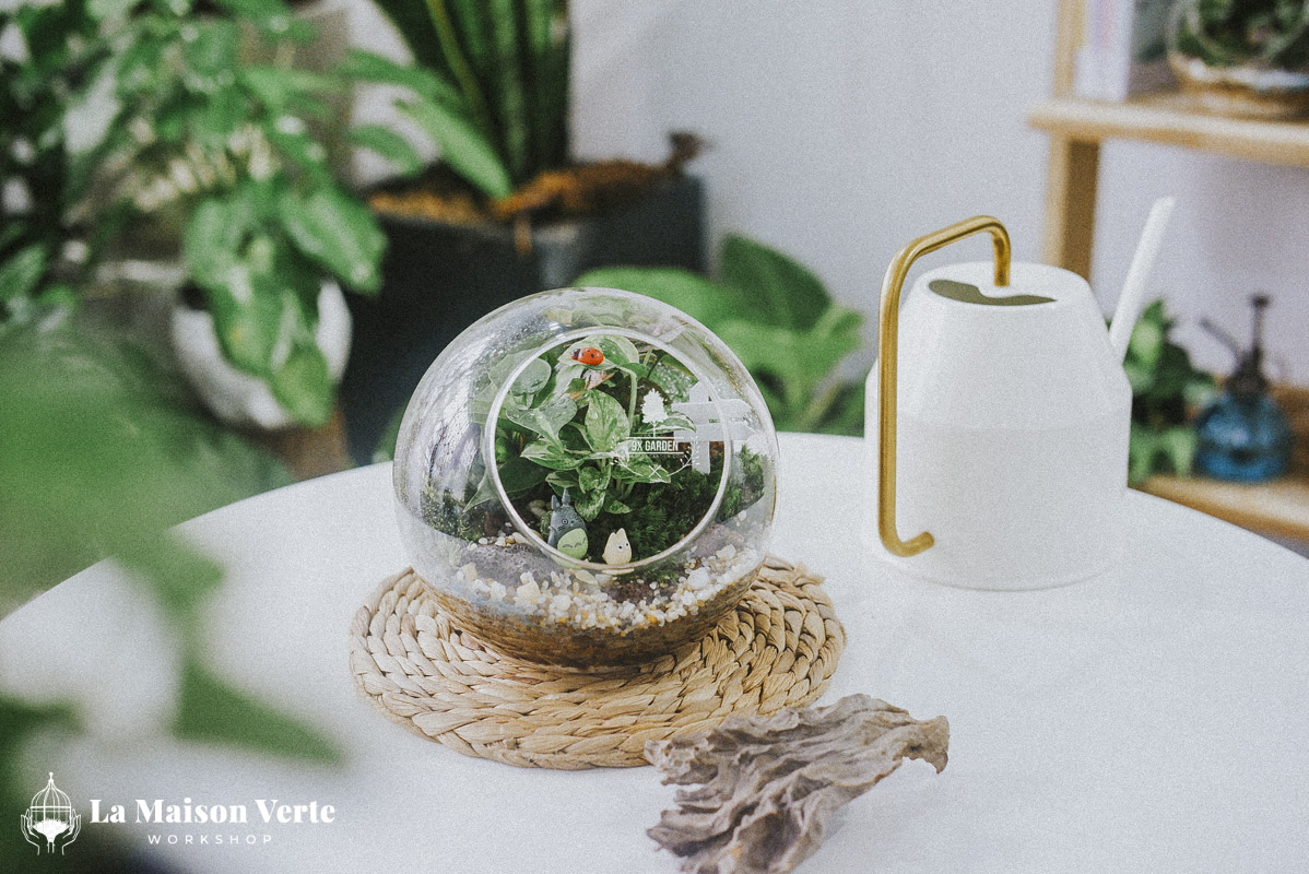 Tất Tần Tật Về Terrarium Hở Và Kín: Sự Lựa Chọ