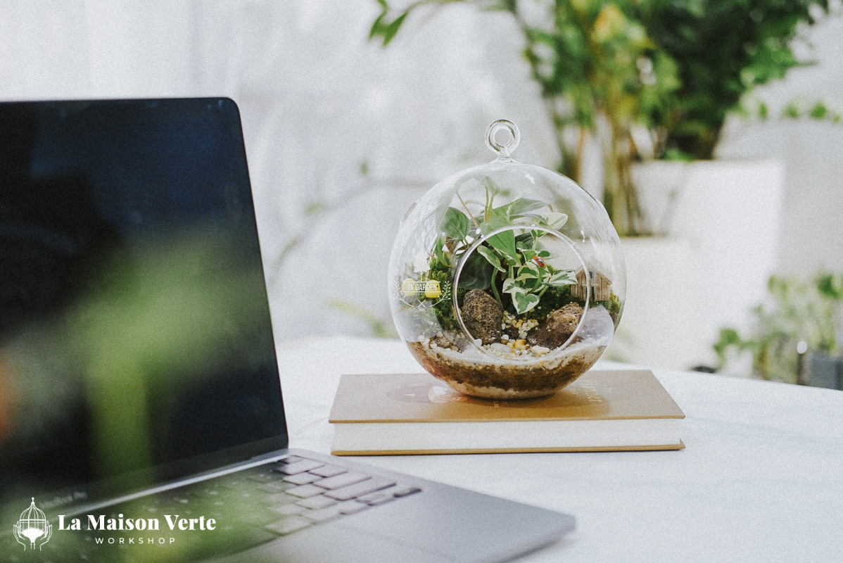 Tất Tần Tật Về Terrarium Hở Và Kín: Sự Lựa Chọ