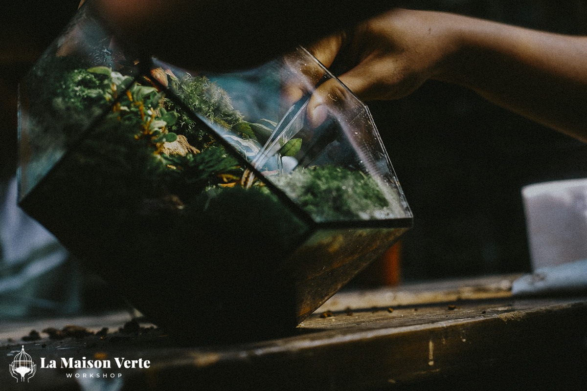 Tất Tần Tật Về Terrarium Hở Và Kín: Sự Lựa Chọ