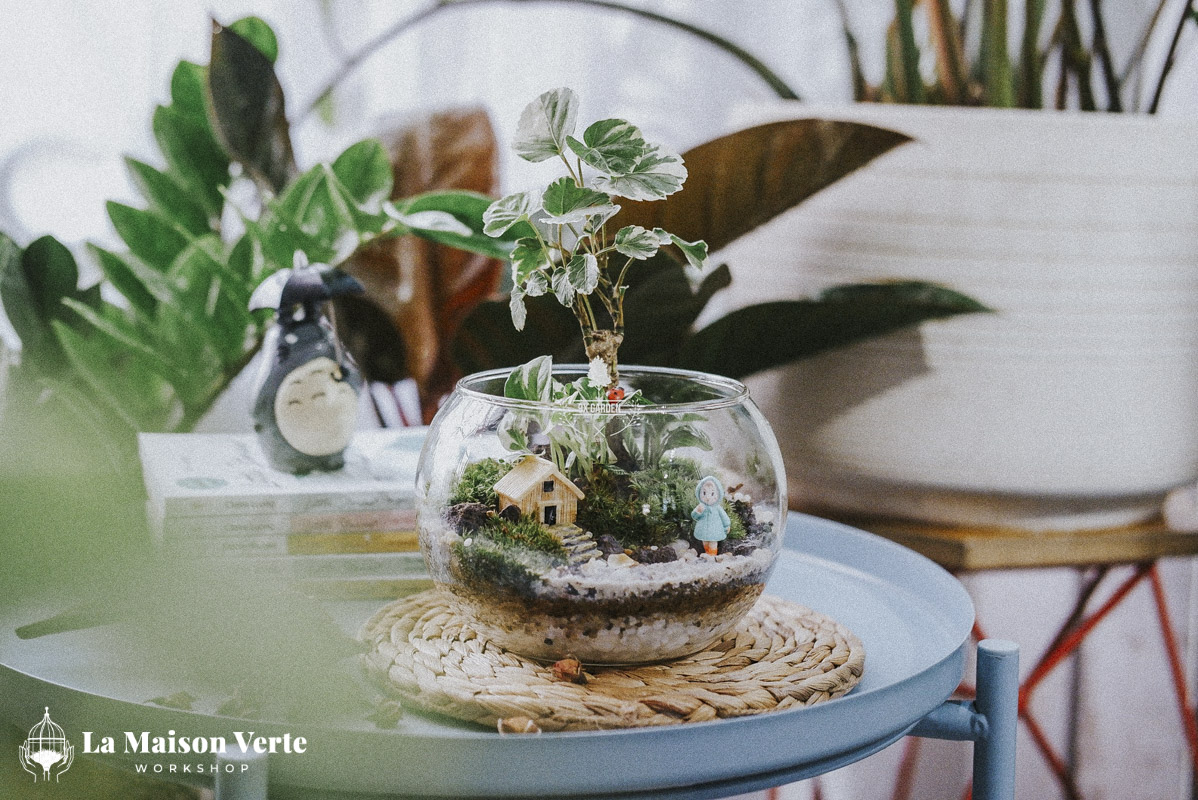 Tất Tần Tật Về Terrarium Hở Và Kín: Sự Lựa Chọ