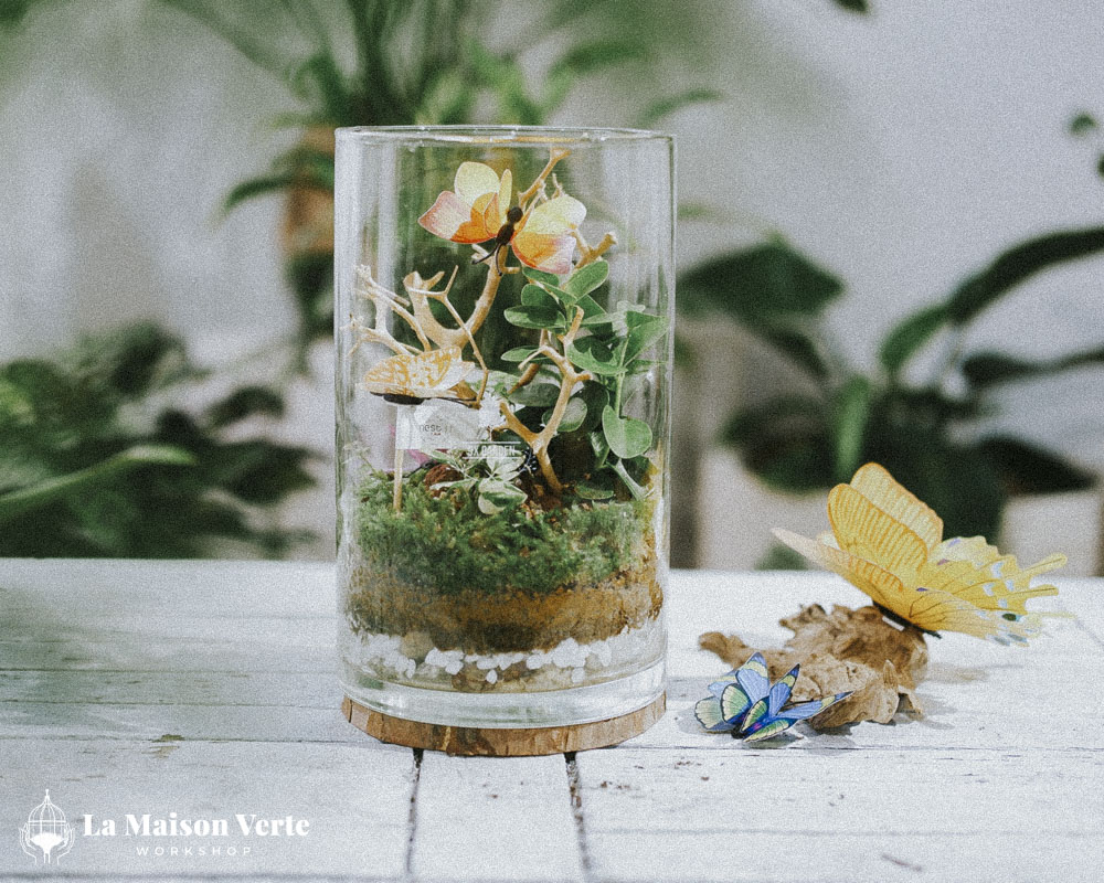 Tất Tần Tật Về Terrarium Hở Và Kín: Sự Lựa Chọ